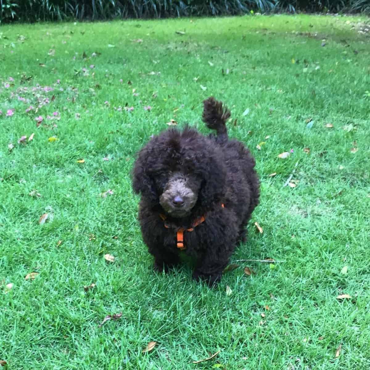 Standard Poodle puppy wearing harness outdoor