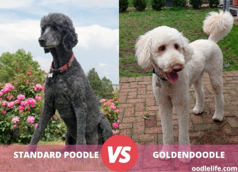 Standard Poodle vs Goldendoodle [with Photos]