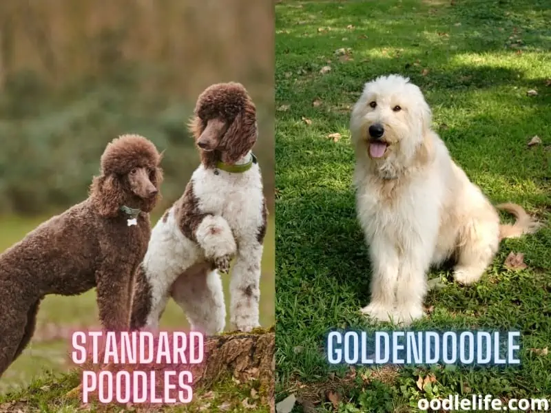 standard poodles and goldendoodle outdoors