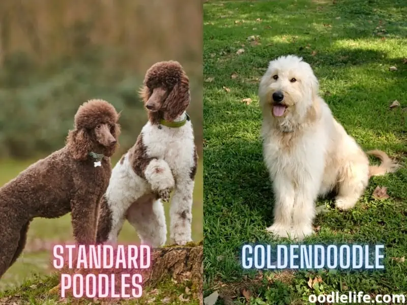 Difference between poodle and hot sale goldendoodle