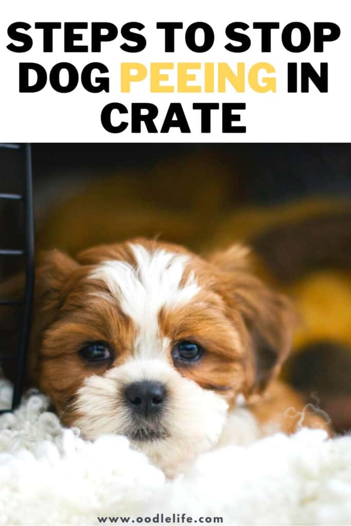 steps to stop dog peeing in crate