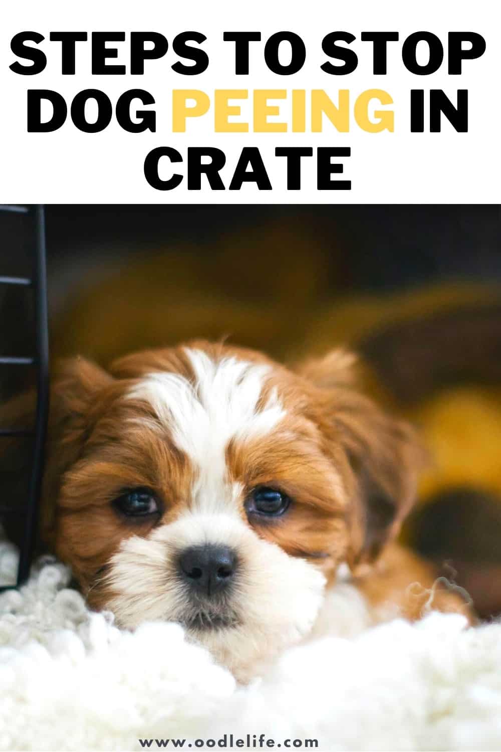 6 Steps To Stop Dog Peeing In Crate Oodle Life