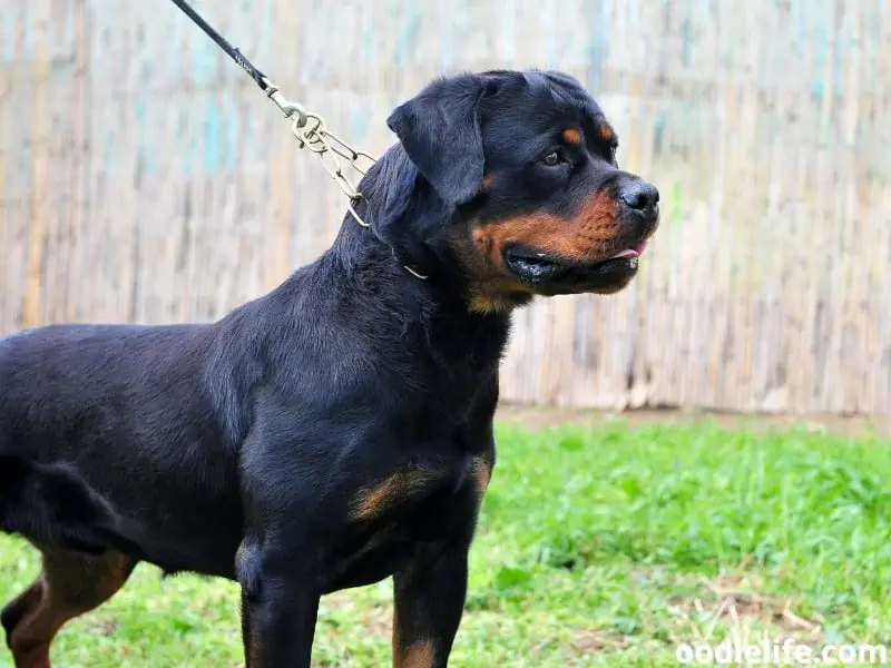 strong rottweiler