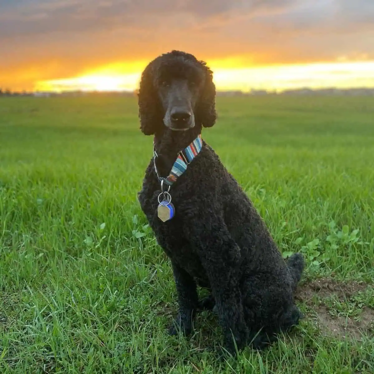 sunset walk with Poodle