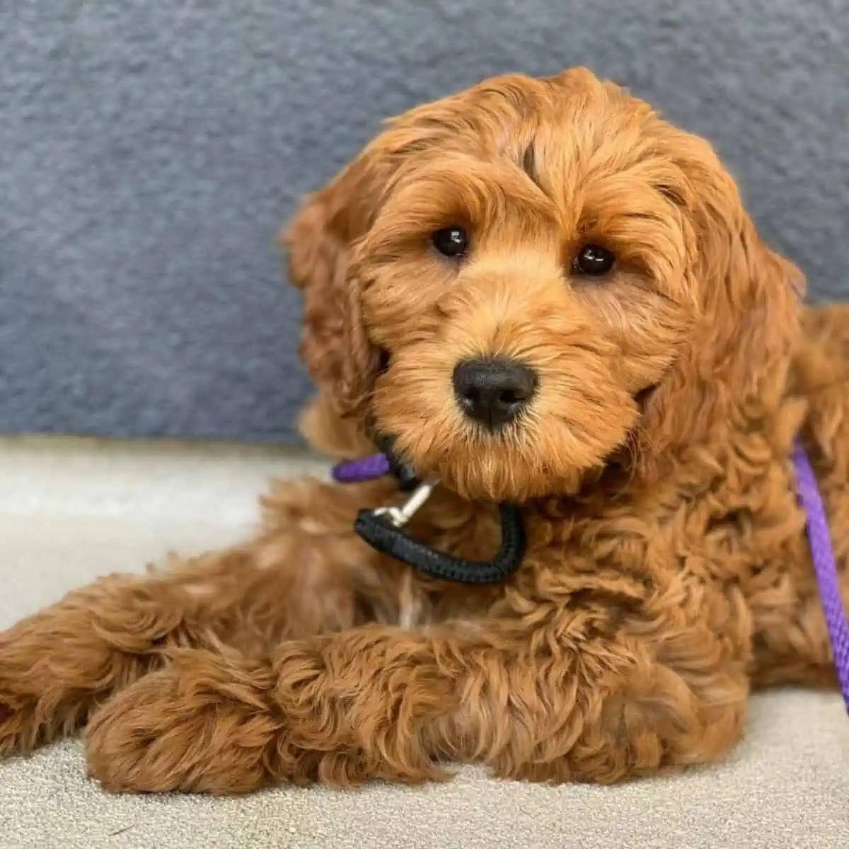 teddy bear look of Goldendoodle