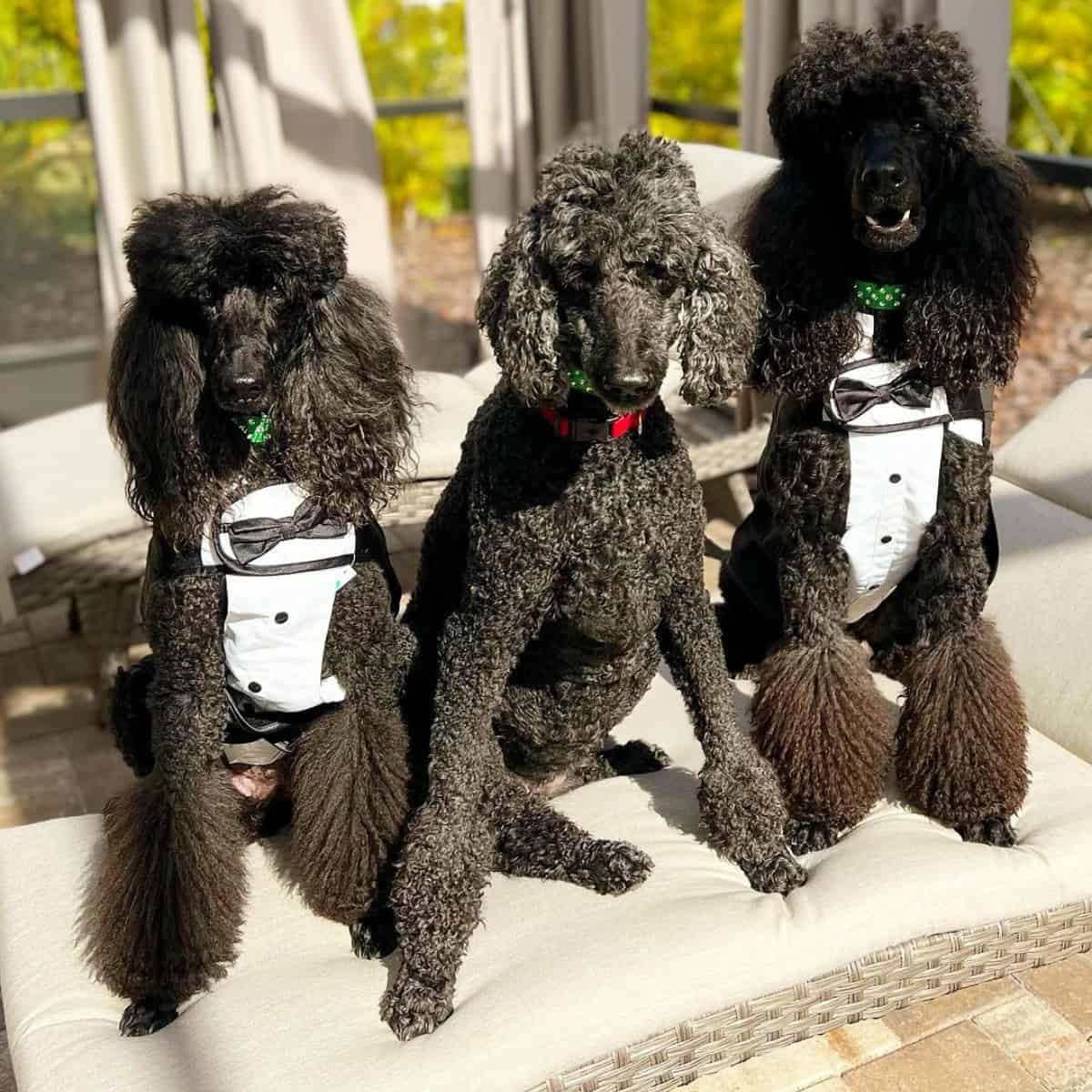 three behaved Poodles sitting