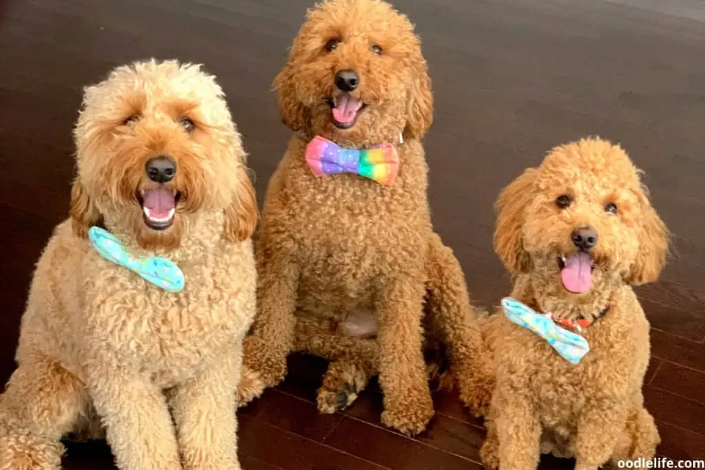 three labradoodles with curly coats