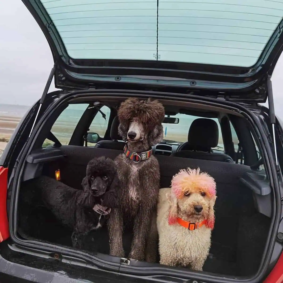 three Poodles in the car compartment