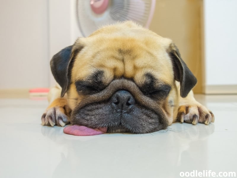 dog sleeping on a floor