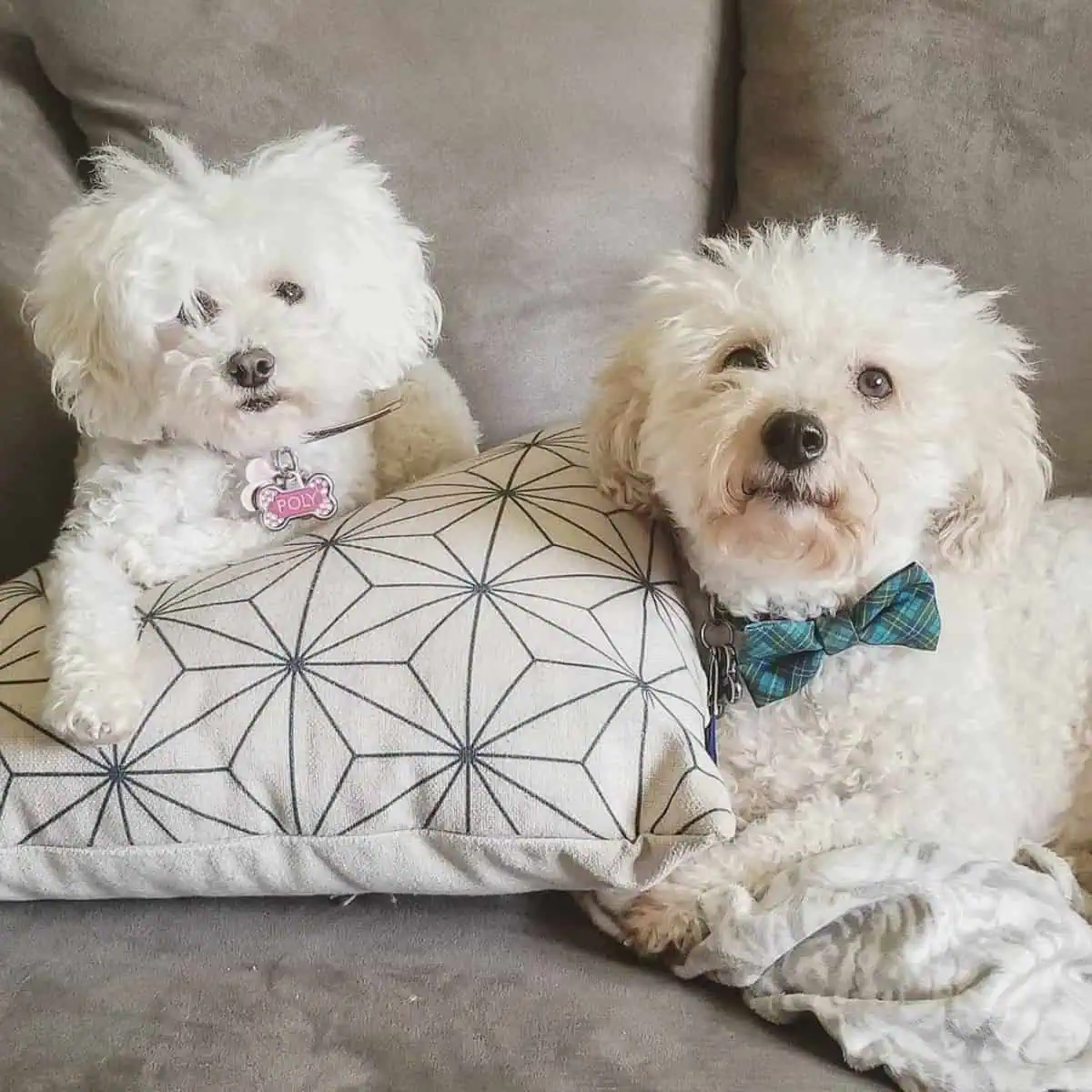 Toy and Mini Poodles on the couch