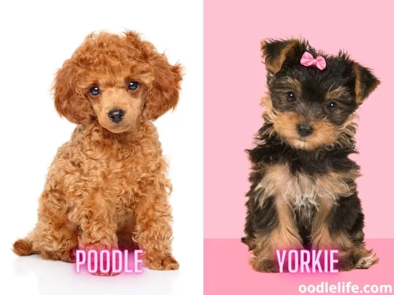 toy poodle and yorkie puppies