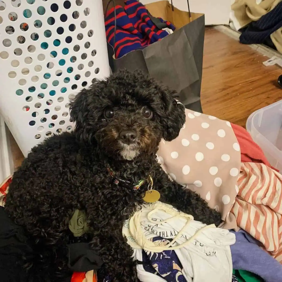 Toy Poodle loves pile of clothes