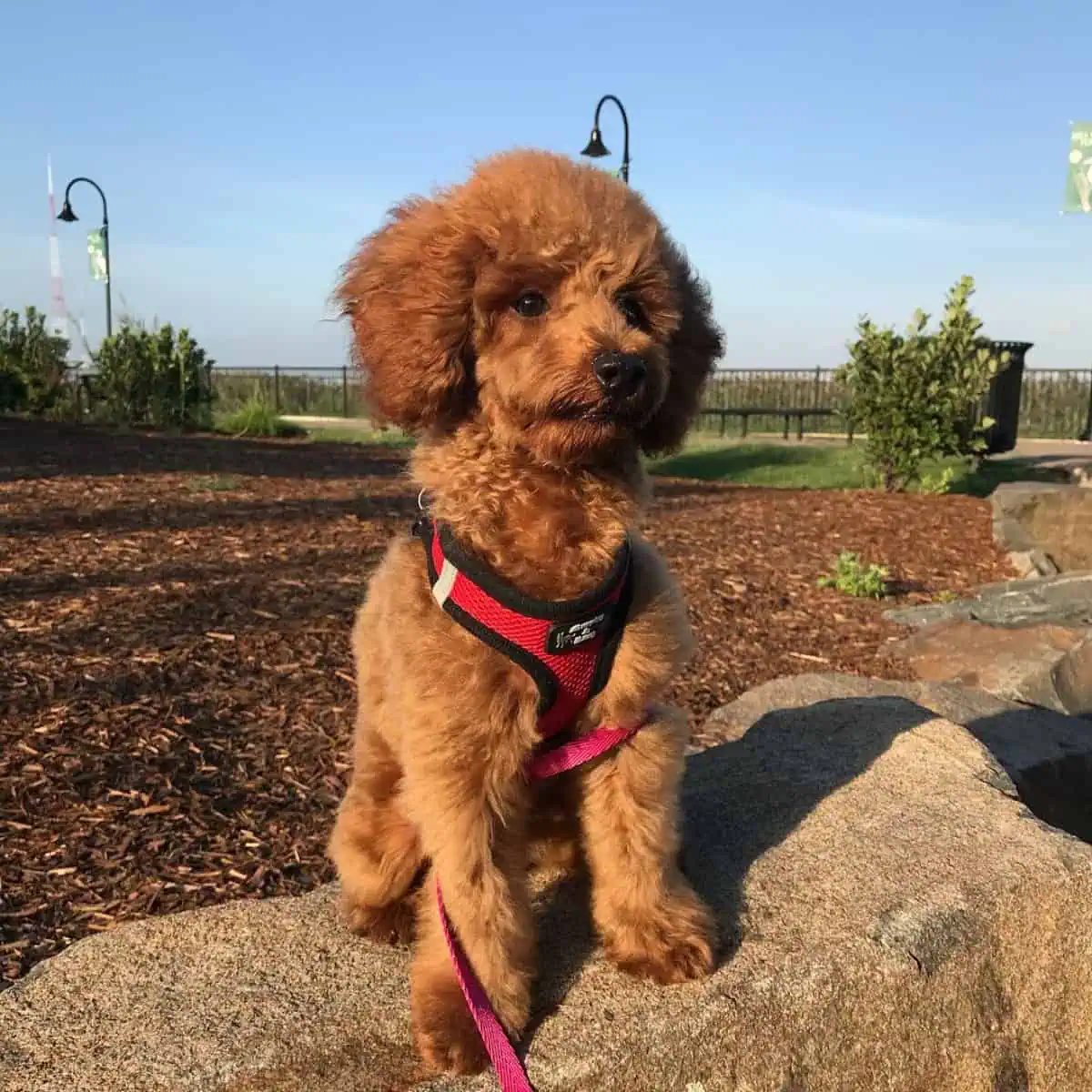 Toy Poodle on a quick break