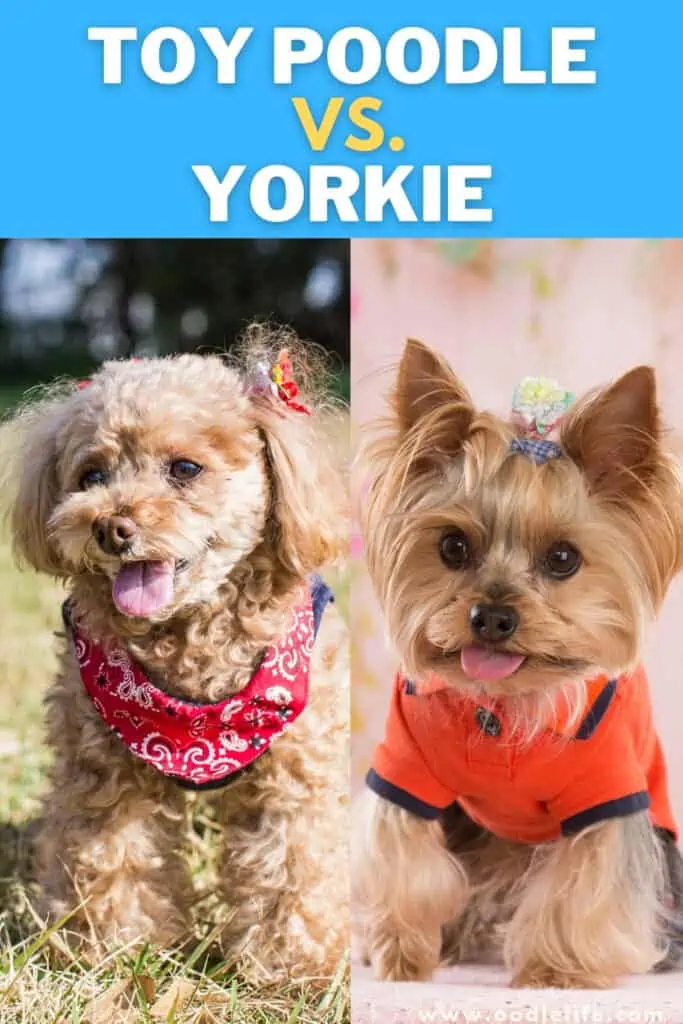 toy poodle vs yorkie