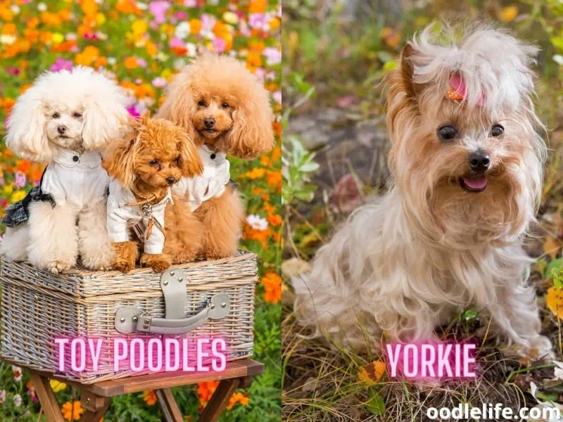 toy poodles and a yorkie