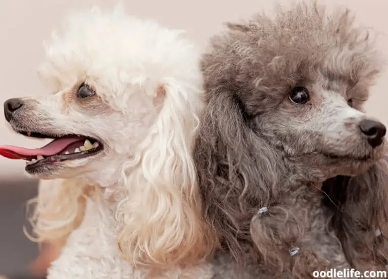 Toy vs Mini Poodle [Comparison with Photos]