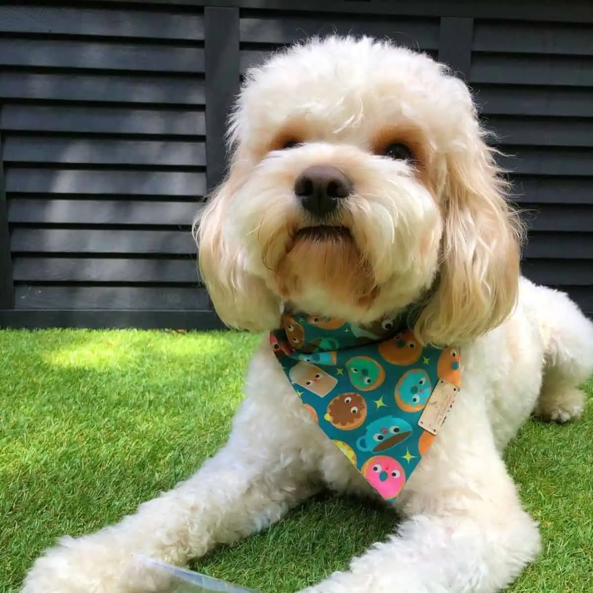 treats for Cavapoo wearing bandana