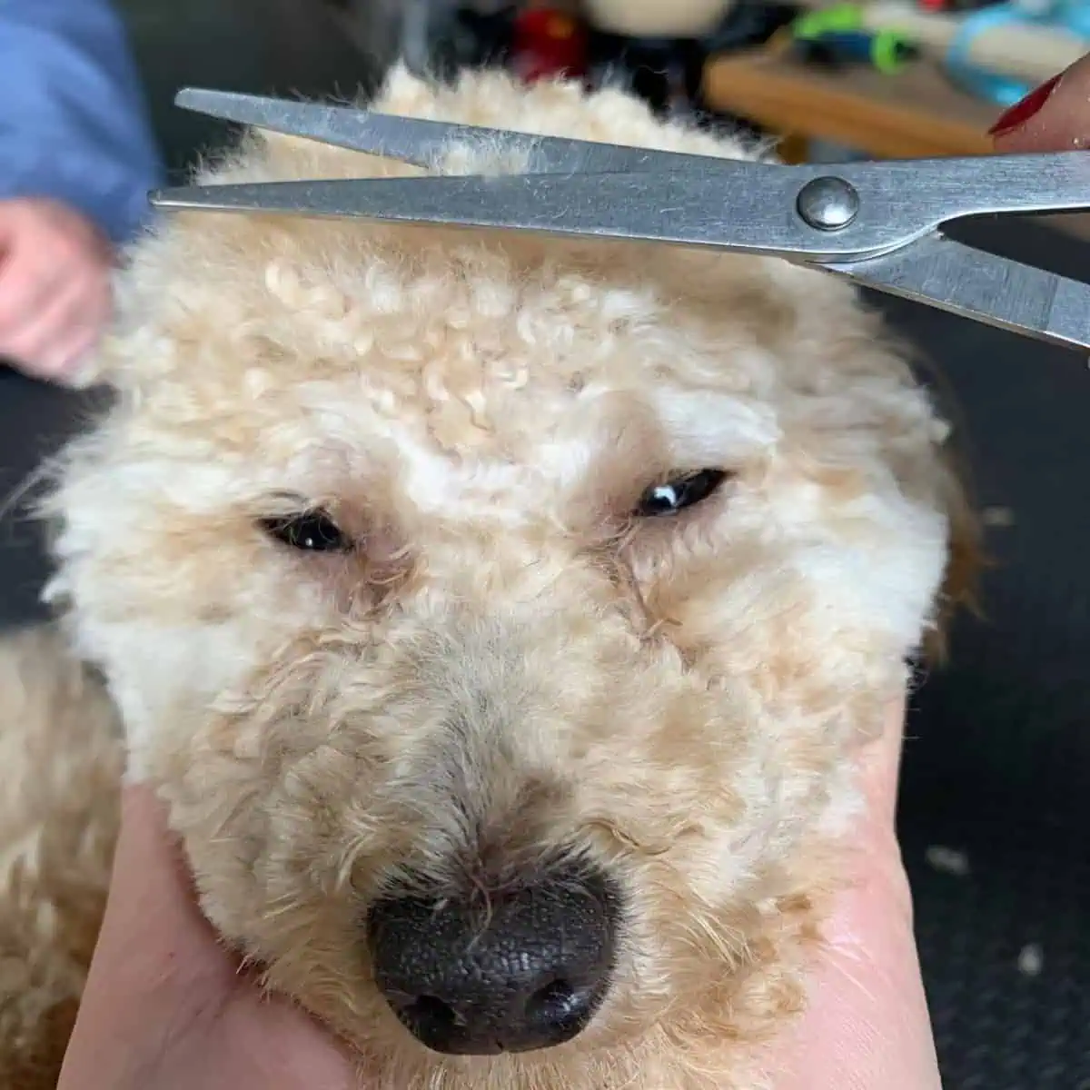 trimming facial fur of Poodle