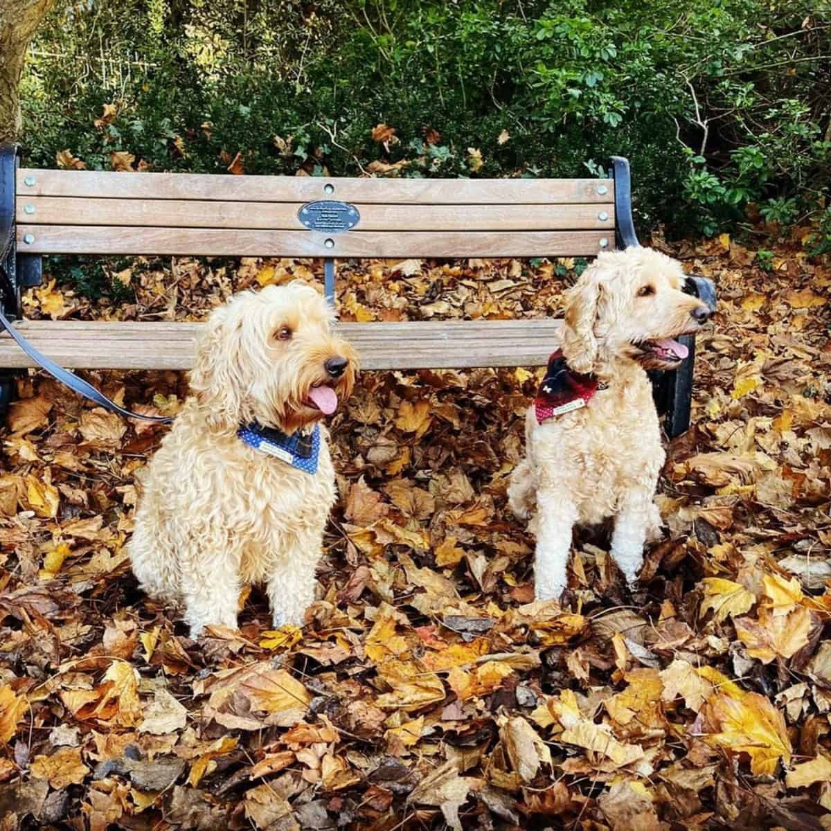 two Cockapoos sitting on dry leaves