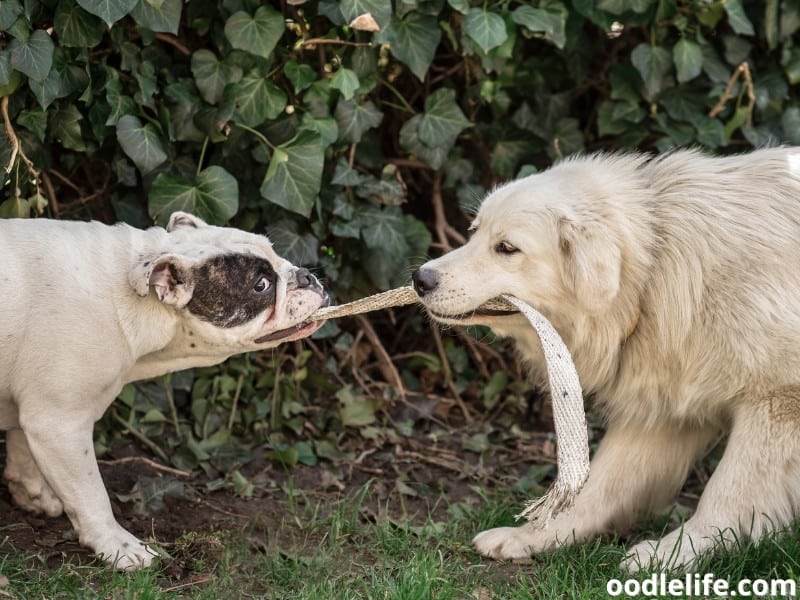 Is Tug Of War BAD For Dogs? (The Truth) Oodle Life