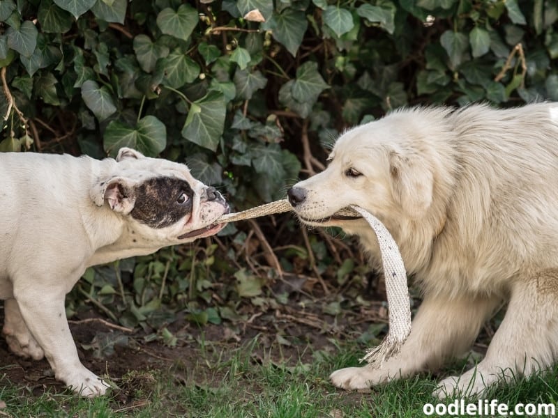 two dogs playing tug of war