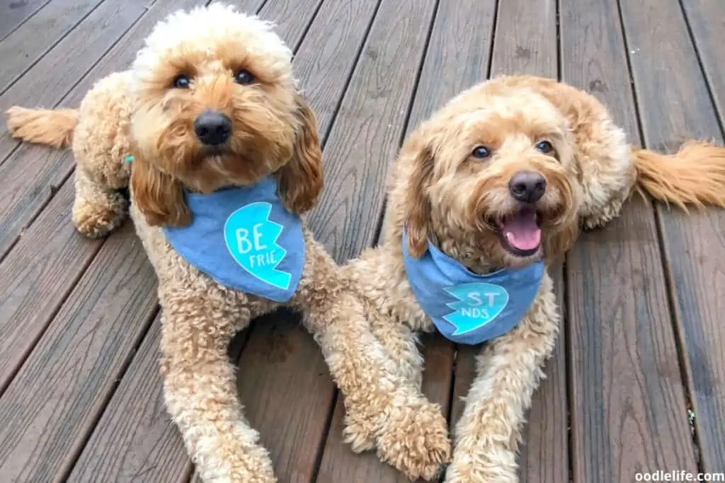 two doodle best friends on a deck