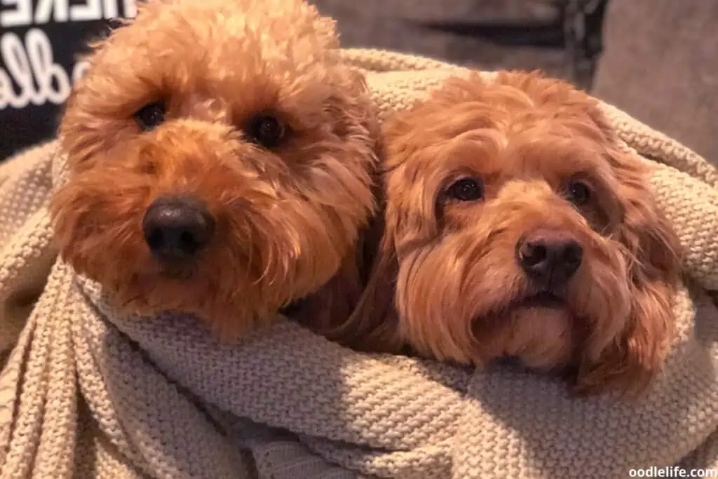 two doodle dog best friends snuggling