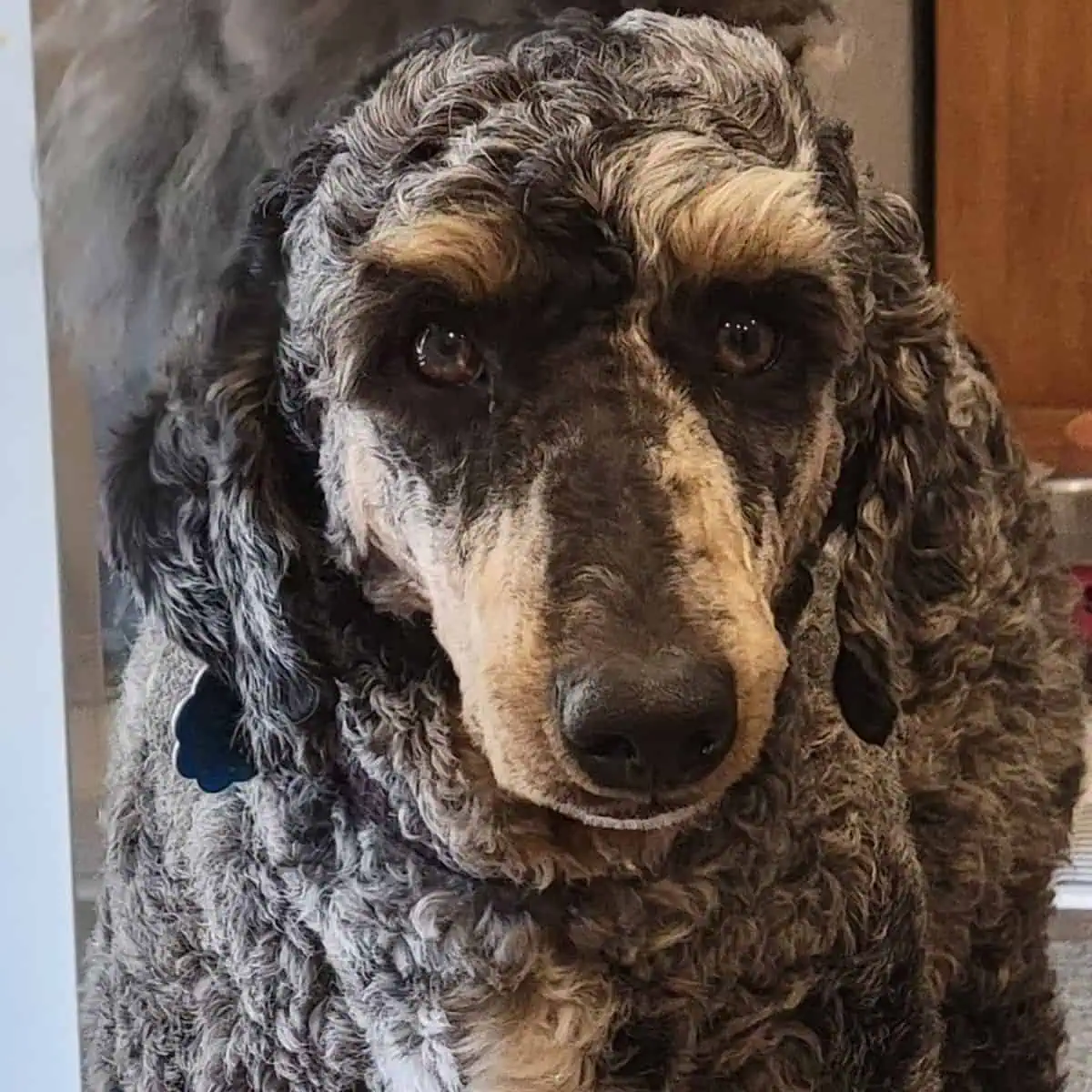 wavy hair of a Moyen Poodle