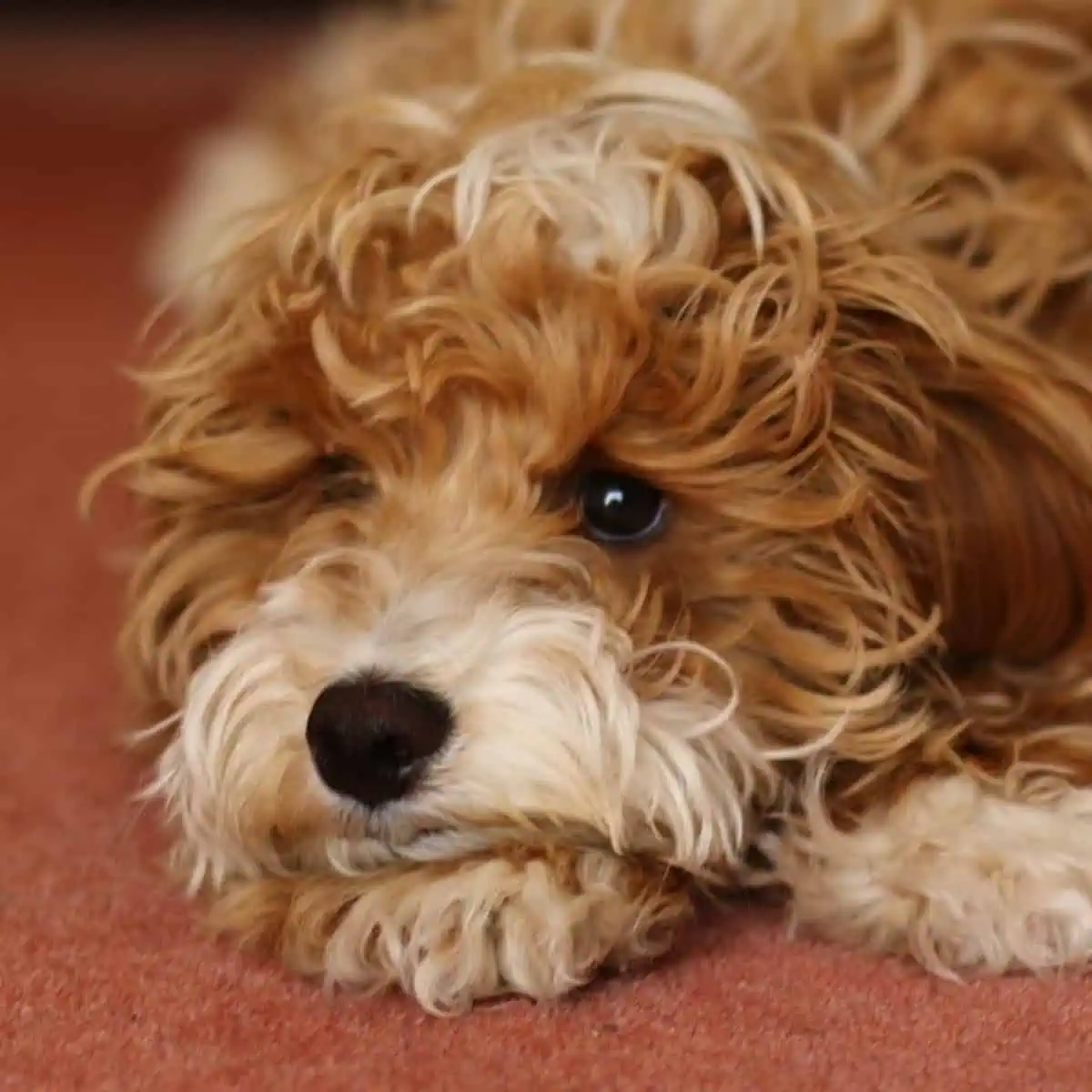 well-behaved Cavapoo puppy