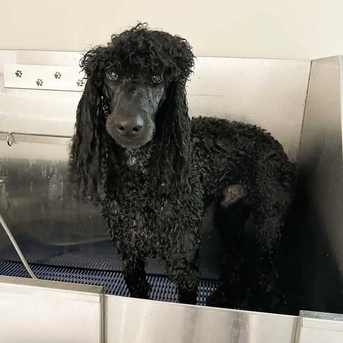 wet Poodle for shampoo