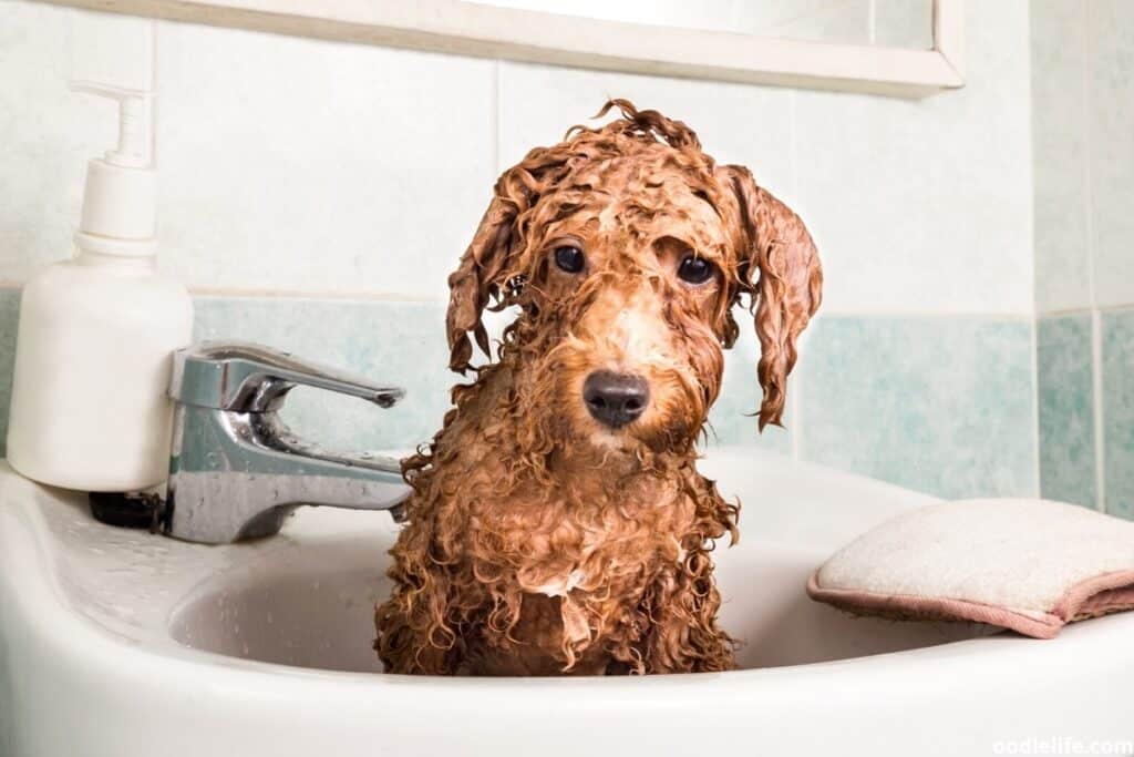 a very wet poodle in a bath
