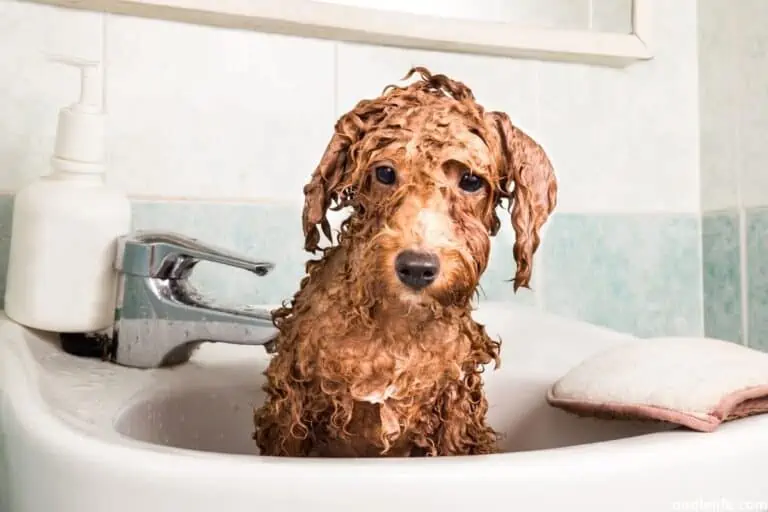 How Often to Bathe a Poodle? [Bath Guide]