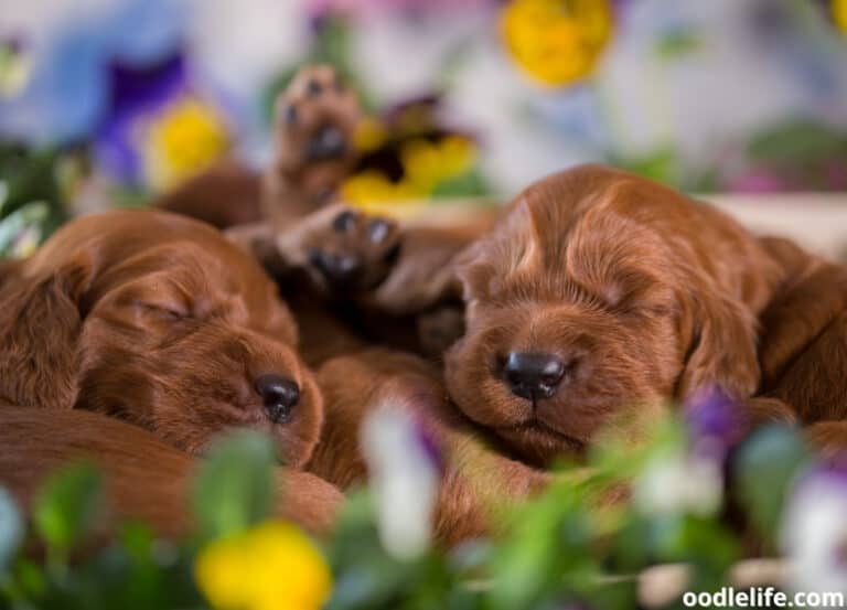 What Time Should Puppies Go to Bed?
