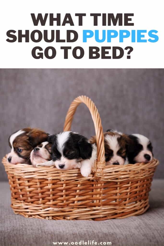 should you wake a puppy to eat