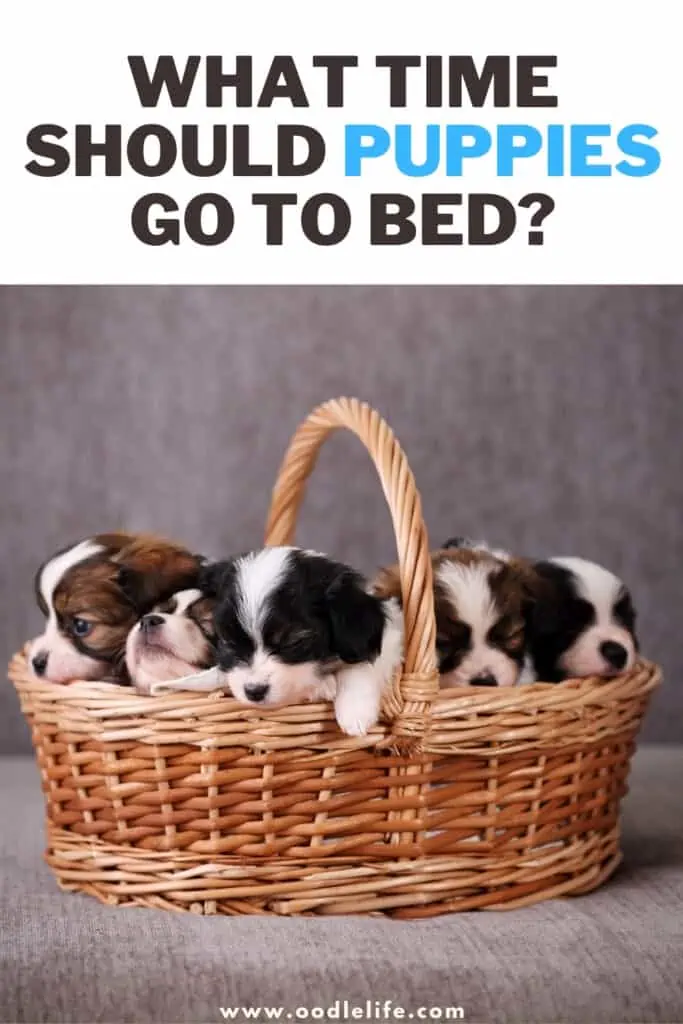 what time should puppies go to bed