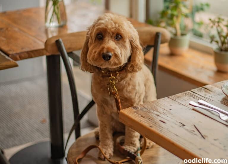 When Does a Cavapoo Stop Growing?