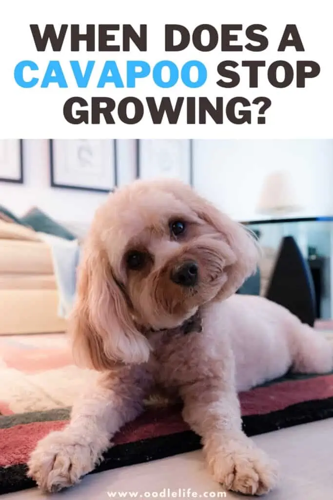 when does a Cavapoo stop growing