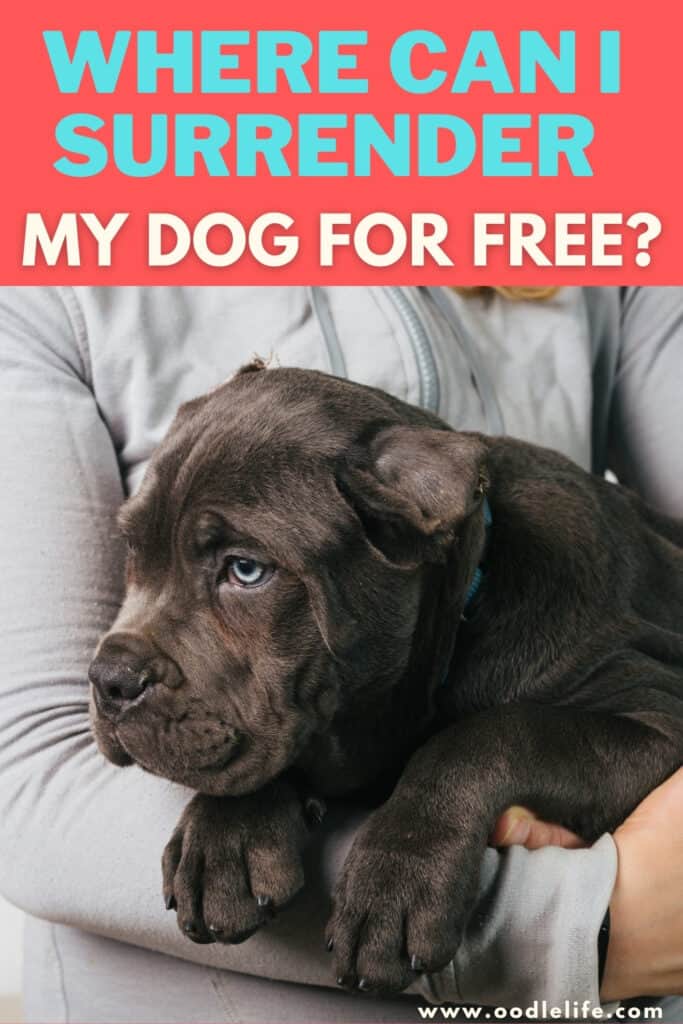 Where Can I Surrender My Dog For Free? [USA And Canada] - Oodle Life