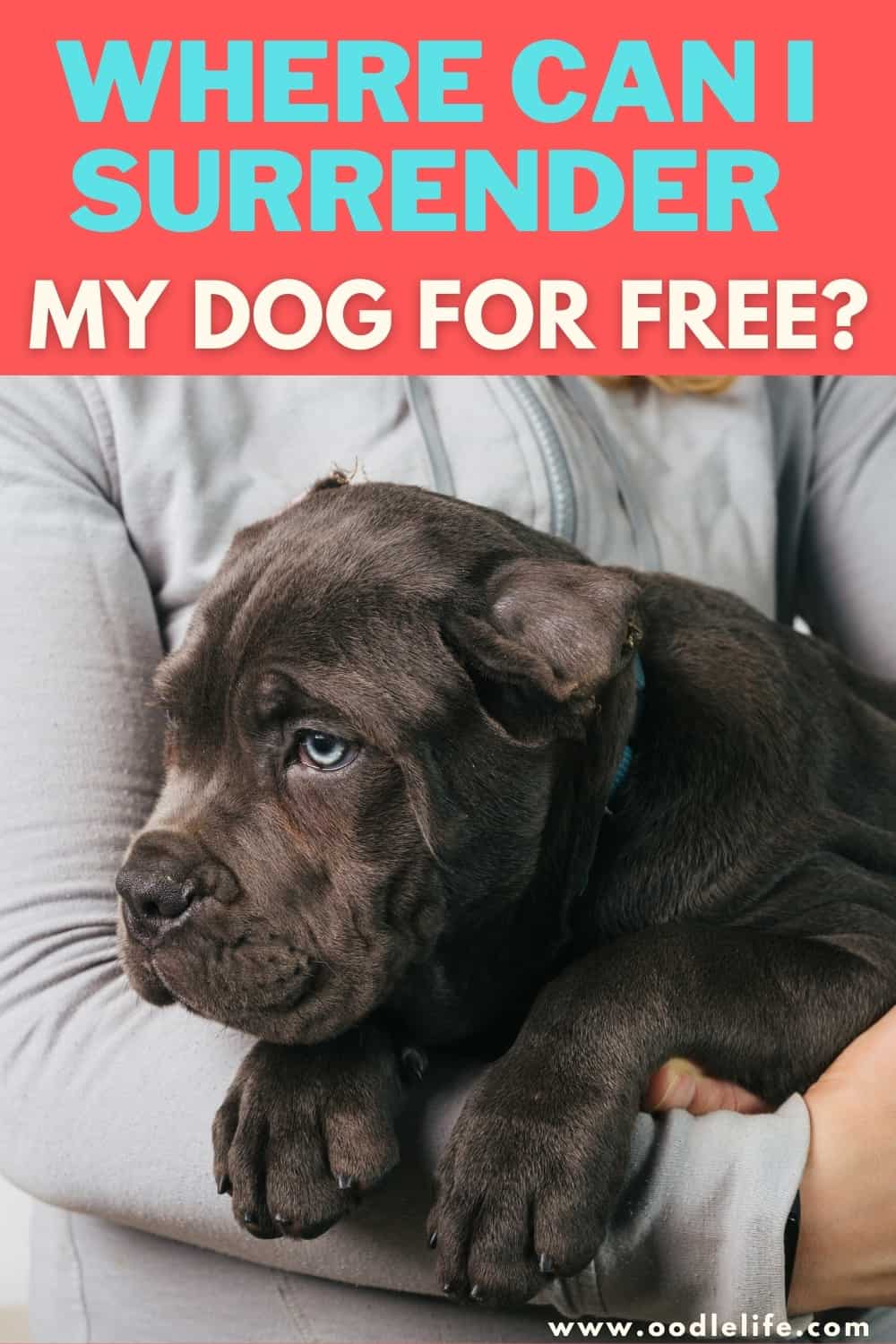Where Can I Surrender My Dog For Free? [USA And Canada] Oodle Life