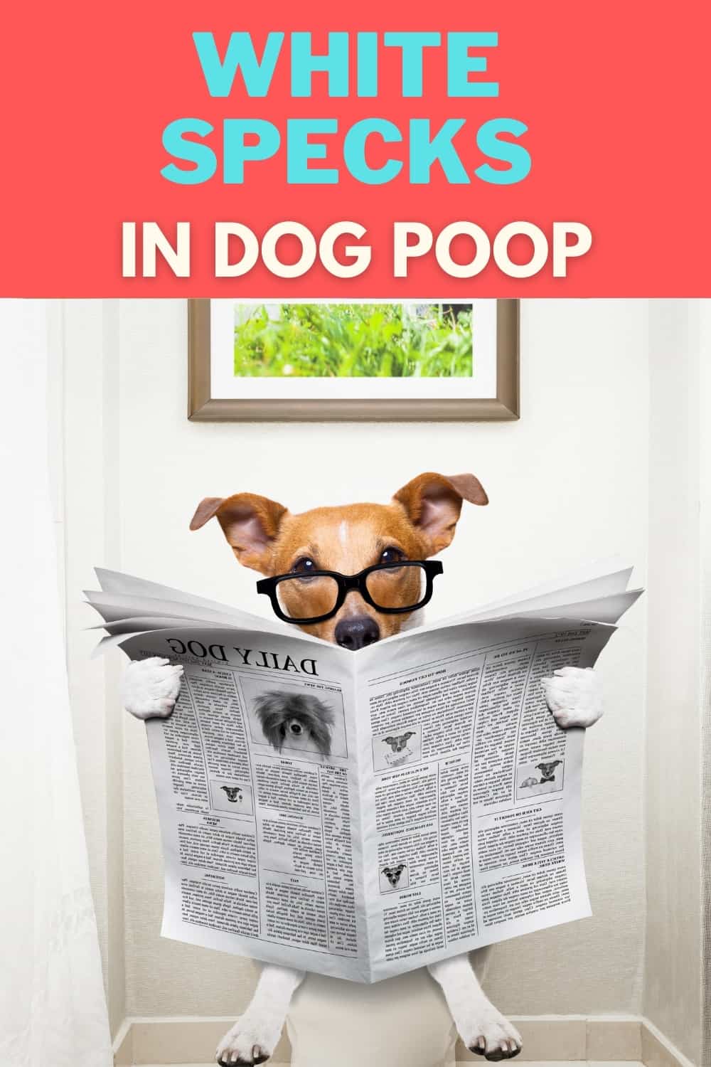 White Specks In Dog Poop [How Bad Is It?] Oodle Life