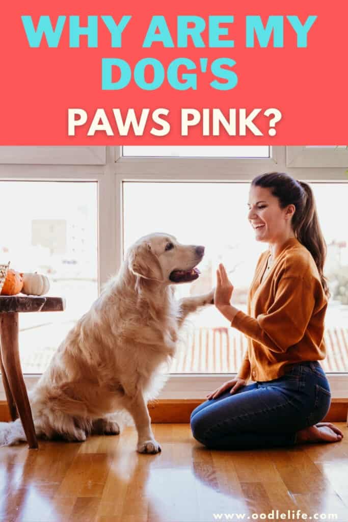 Why Are My Dog's Paws Pink? Oodle Life