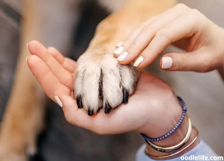 Why Are My Dog’s Paws Pink?