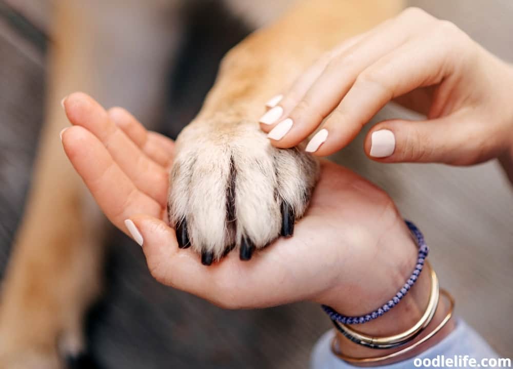 Why do dogs slap you with their paws?