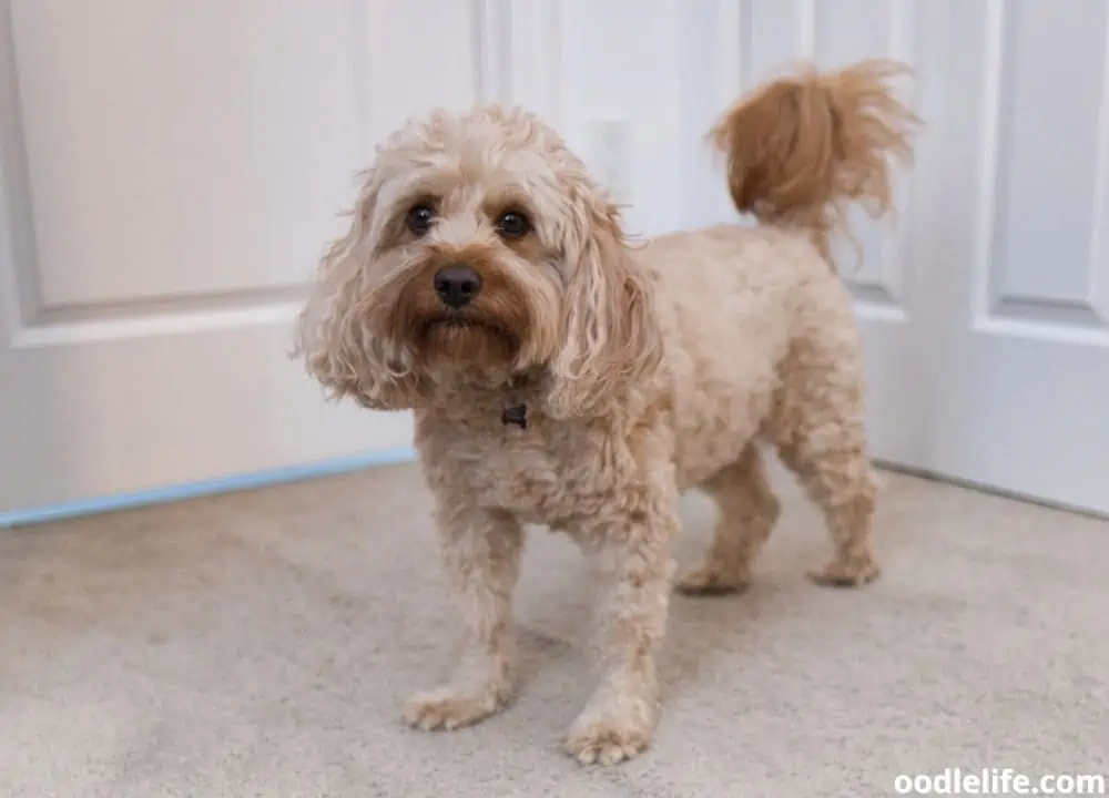 why do Cavapoos change color