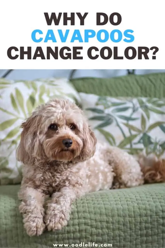 why do Cavapoos change color