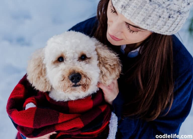 Why Do Poodles Shake? [5 Reasons]