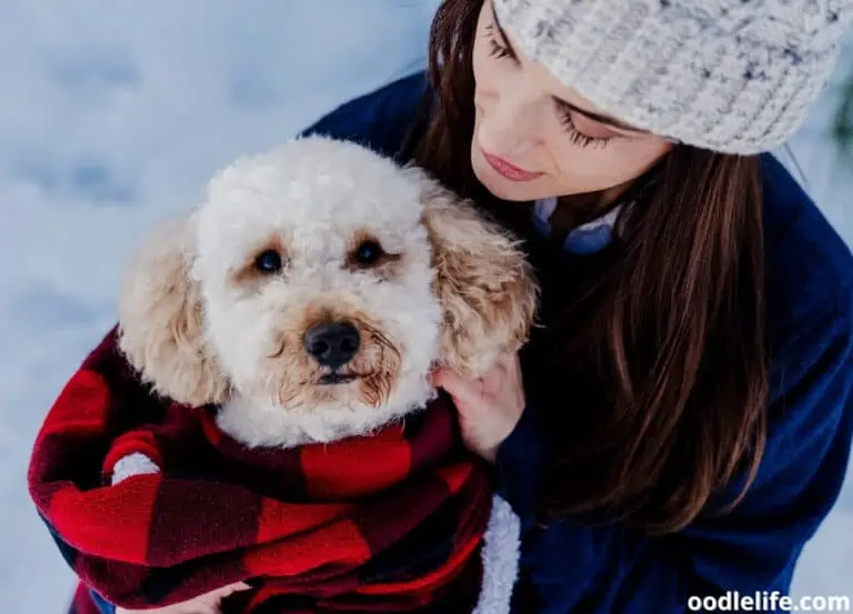Why Do Poodles Shake? [5 Reasons]