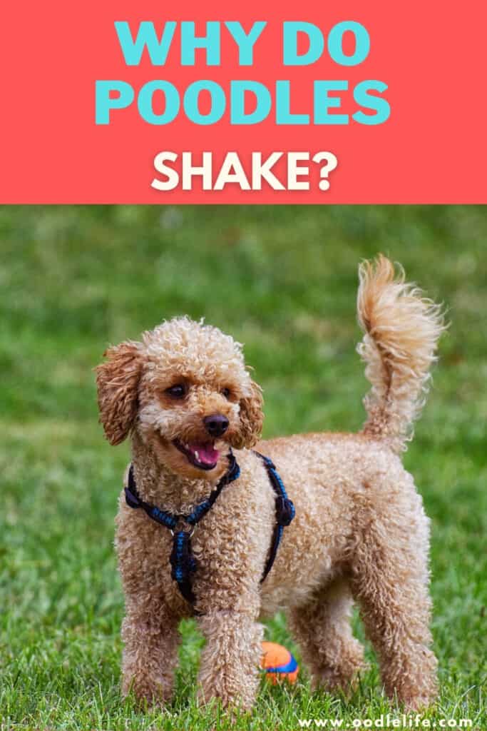 why do poodles shake