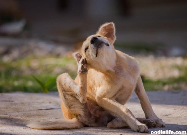 2 Ways To Make Pool Noodle Dog Collar Oodle Life