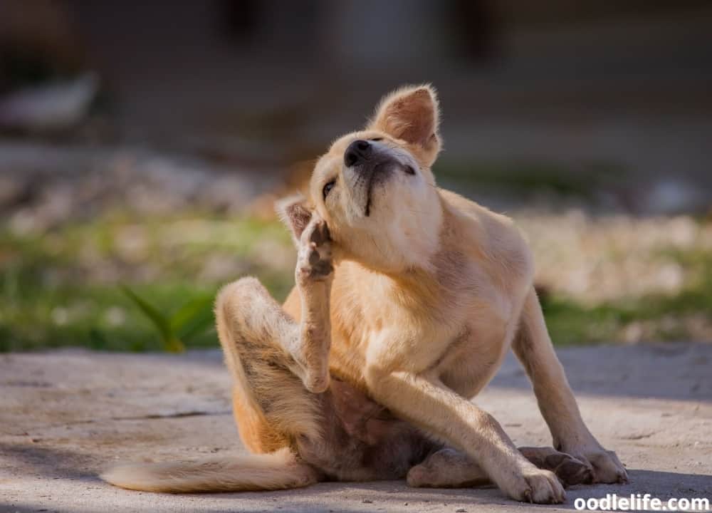 why do puppies scratch their neck